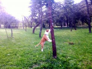 Прикачена снимка