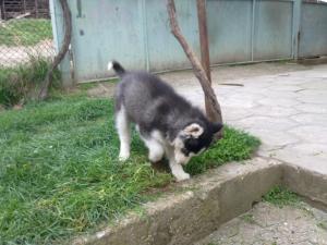 Прикачена снимка