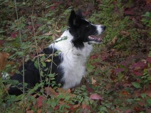 Прикачена снимка