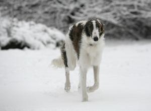 Прикачена снимка