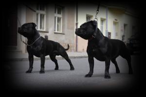 Прикачена снимка