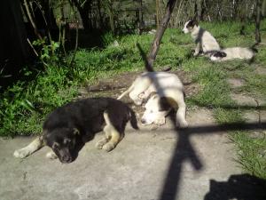 Прикачена снимка