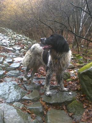 Прикачена снимка