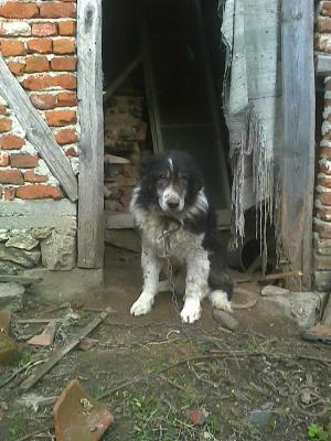 Прикачена снимка