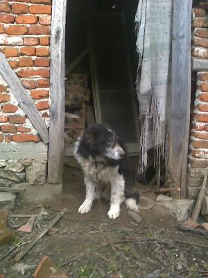 Прикачена снимка