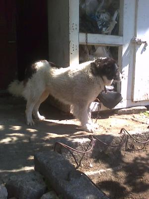 Прикачена снимка