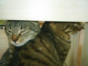 Прикачена снимка