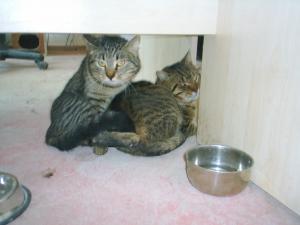 Прикачена снимка