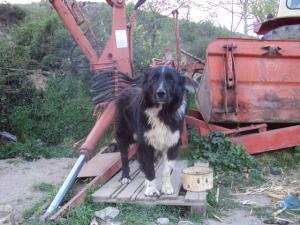 Прикачена снимка