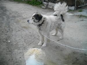Прикачена снимка