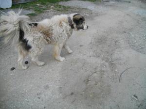 Прикачена снимка