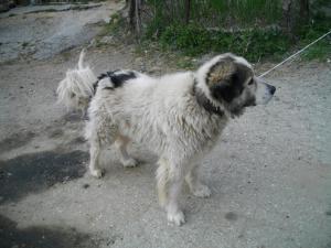 Прикачена снимка