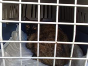 Прикачена снимка