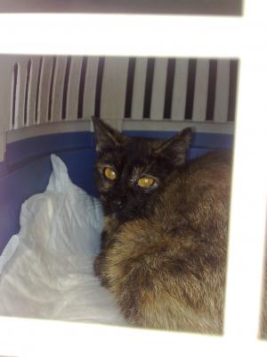 Прикачена снимка