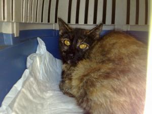 Прикачена снимка