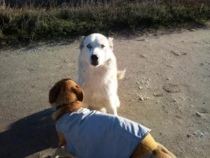 Прикачена снимка