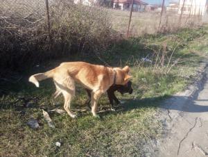 Прикачена снимка