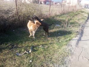 Прикачена снимка