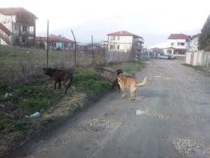 Прикачена снимка