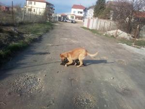 Прикачена снимка