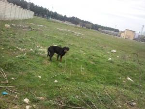 Прикачена снимка