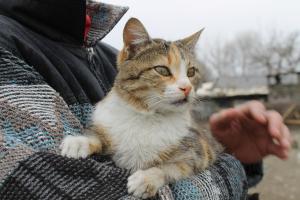 Прикачена снимка