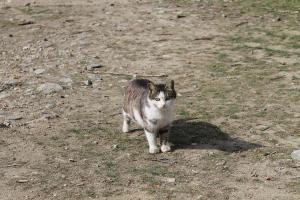 Прикачена снимка
