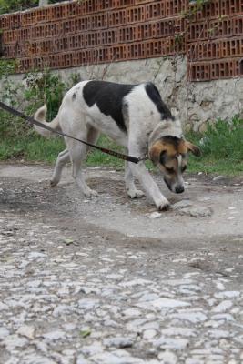 Прикачена снимка