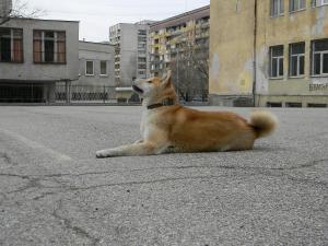 Прикачена снимка
