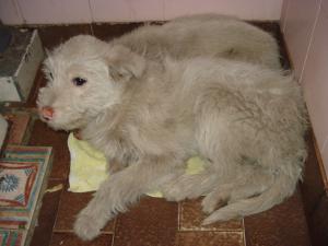 Прикачена снимка