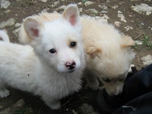 Прикачена снимка