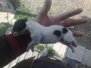 Прикачена снимка