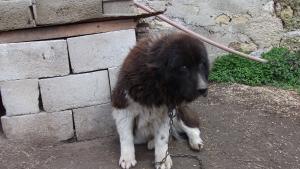 Прикачена снимка