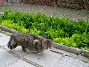 Прикачена снимка