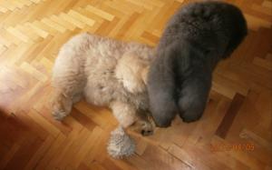 Прикачена снимка