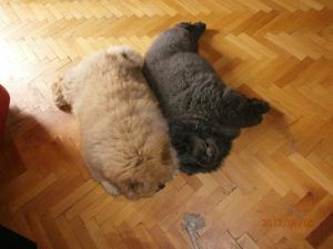 Прикачена снимка