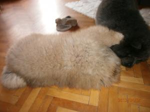 Прикачена снимка