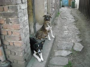 Прикачена снимка