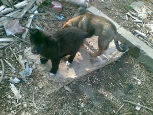 Прикачена снимка