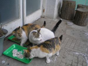 Прикачена снимка