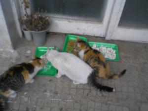 Прикачена снимка