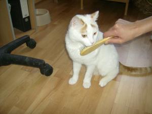 Прикачена снимка