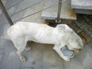 Прикачена снимка