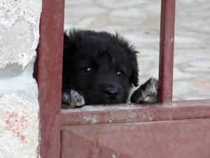 Прикачена снимка