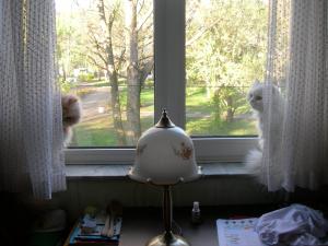 Прикачена снимка