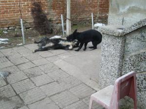 Прикачена снимка