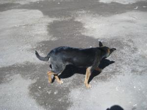Прикачена снимка