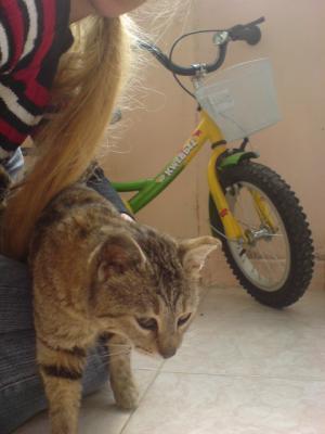 Прикачена снимка