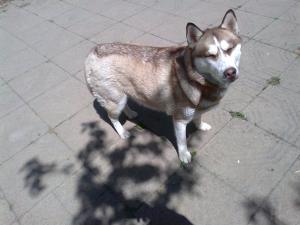 Прикачена снимка
