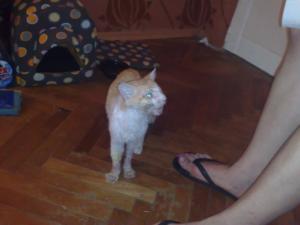 Прикачена снимка